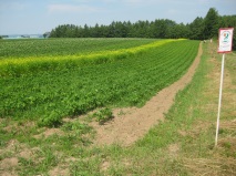 自然農法圃場