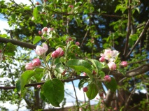 りんごの花