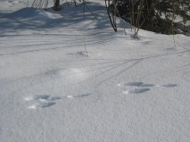 跳ねるうさぎ