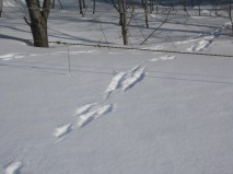 急ぐうさぎ